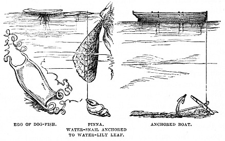 Image unavailable: EGG OF DOG-FISH.           PINNA.           ANCHORED BOAT.
                    WATER-SNAIL ANCHORED
                     TO WATER-LILY LEAF.