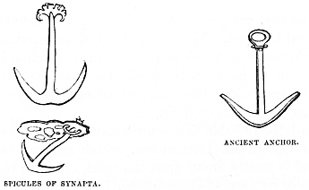 Image unavailable: SPICULES OF SYNAPTA.
ANCIENT ANCHOR.