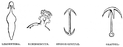 Image unavailable: LERNENTOMA.
ECHINOCOCCUS.
SPONGE-SPICULE.
GRAPNEL.