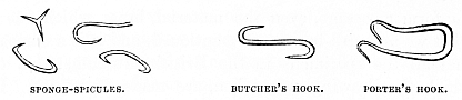 Image unavailable: SPONGE-SPICULES.
BUTCHER’S HOOK.
PORTER’S HOOK.