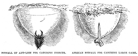 Image unavailable: PITFALL OF ANT-LION FOR CATCHING INSECTS.
AFRICAN PITFALL FOR CATCHING LARGE GAME.
