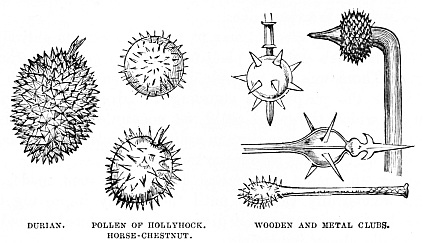 Image unavailable: DURIAN.
POLLEN OF HOLLYHOCK. HORSE-CHESTNUT.
WOODEN AND METAL CLUBS.