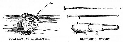 Image unavailable: CHŒTODON, OR ARCHER-FISH.
BLOW-GUNS&mdash;CANNON.
