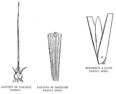 Image unavailable: LANCETS OF TABANUS
CLOSED.
LANCETS OF MOSQUITO
PARTLY OPEN.
SURGEON’S LANCET
PARTLY OPEN.