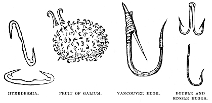 Image unavailable: HYMEDESMIA.      FRUIT OF GALIUM.      VANCOUVER HOOK.      DOUBLE AND
SINGLE HOOKS.
