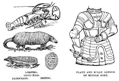 Image unavailable: LOBSTER.
ARMADILLO.
PICHICIAGO.      CHITON.

PLATE AND SCALE ARMOUR
OF MIDDLE AGES.