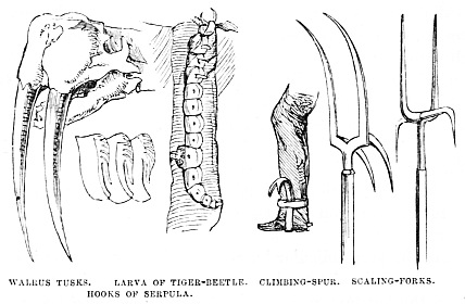 Image unavailable: WALRUS TUSKS. LARVA OF TIGER-BEETLE. CLIMBING-SPUR. SCALING-FORKS.
HOOKS OF SERPULA.