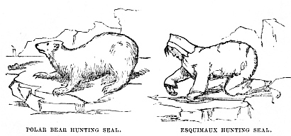Image unavailable: POLAR BEAR HUNTING SEAL.
ESQUIMAUX HUNTING SEAL.