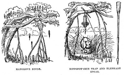 Image unavailable: MANGROVE SEEDS.
HIPPOPOTAMUS TRAP AND ELEPHANT SPEAR.