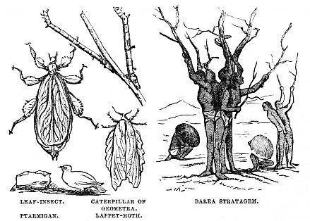 Image unavailable: LEAF-INSECT.
PTARMIGAN.
CATERPILLAR OF GEOMETRA.
LAPPET-MOTH.
BAREA STRATAGEM.