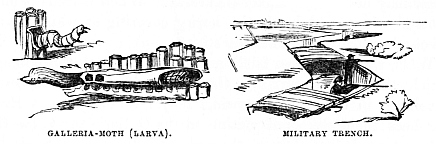 Image unavailable: Galleria-Moth (Larva).
Military Trench.
