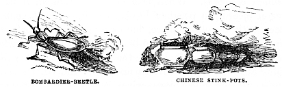Image unavailable: Bombardier-Beetle.
Chinese Stink-Pots.