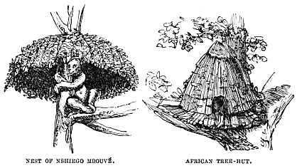 Image unavailable: NEST OF NSHIEGO MBOUVÉ.
AFRICAN TREE-HUT.