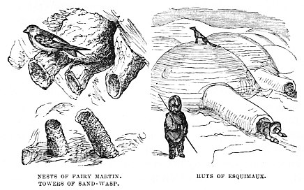Image unavailable: NESTS OF FAIRY MARTIN. TOWERS OF SAND-WASP.
HUTS OF ESQUIMAUX.