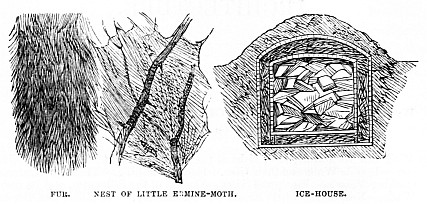 Image unavailable: FUR.
NEST OF LITTLE ERMINE-MOTH.
ICE-HOUSE.