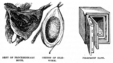 Image unavailable: NEST OF PROCESSIONARY MOTH.
COCOON OF SILK-WORM.
FIREPROOF SAFE.