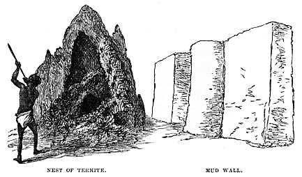 Image unavailable: NEST OF TERMITE.
MUD WALL.