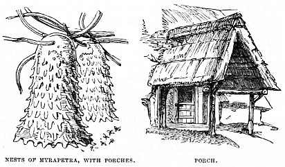 Image unavailable: NESTS OF MYRAPETRA, WITH PORCHES.
PORCH.