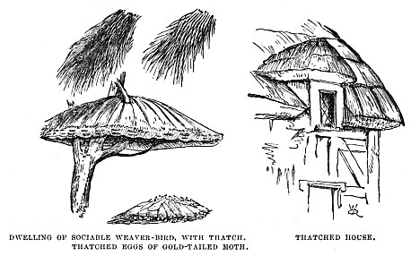 Image unavailable: DWELLING OF SOCIABLE WEAVER-BIRD, WITH THATCH.
THATCHED EGGS OF GOLD-TAILED MOTH.
THATCHED HOUSE.