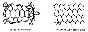 Image unavailable: SHELL OF TORTOISE.
HEXAGONALLY TILED ROOF.