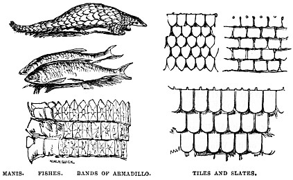 Image unavailable: MANIS.
FISHES.
BANDS OF ARMADILLO.
TILES AND SLATES.