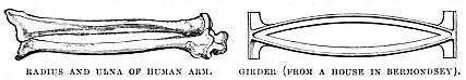Image unavailable: RADIUS AND ULNA OF HUMAN ARM.
GIRDER (FROM A HOUSE IN BERMONDSEY).