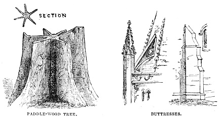 Image unavailable: PADDLE-WOOD TREE.
BUTTRESSES.