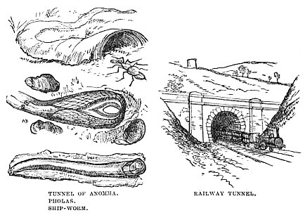 Image unavailable: TUNNEL OF ANOMMA.
PHOLAS.
SHIP-WORM.
RAILWAY TUNNEL.