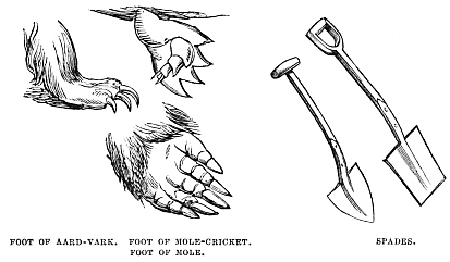 Image unavailable: FOOT OF AARD-VARK.      FOOT OF MOLE-CRICKET.      SPADES.

FOOT OF MOLE.