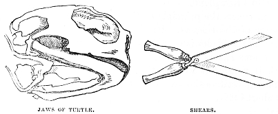 Image unavailable: JAWS OF TURTLE.
SHEARS.