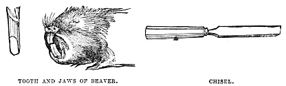Image unavailable: TOOTH AND JAWS OF BEAVER.
CHISEL.