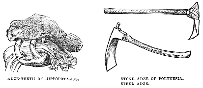 Image unavailable: ADZE-TEETH OF HIPPOPOTAMUS.
STONE ADZE OF POLYNESIA. STEEL ADZE.