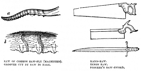 Image unavailable: SAW OF COMMON SAW-FLY (MAGNIFIED). GROOVES CUT BY SAW IN BARK.
HAND-SAW. TENON SAW. PIONEER’S SAW-SWORD.