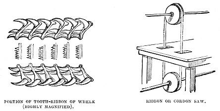 Image unavailable: PORTION OF TOOTH-RIBBON OF WHELK (HIGHLY MAGNIFIED).
RIBBON OR CORDON SAW.