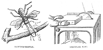 Image unavailable: SAWYER-BEETLE.
CIRCULAR SAW.
