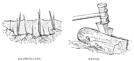 Image unavailable: GRASS-BLADES.
WEDGE.