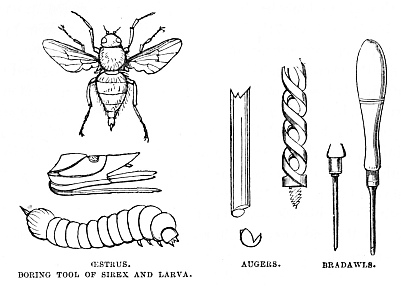 Image unavailable: ŒSTRUS. BORING TOOL OF SIREX AND LARVA.
AUGERS.
BRADAWLS.