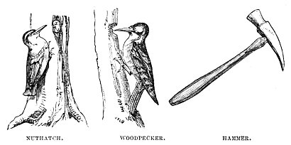 Image unavailable: NUTHATCH.
WOODPECKER.
HAMMER.