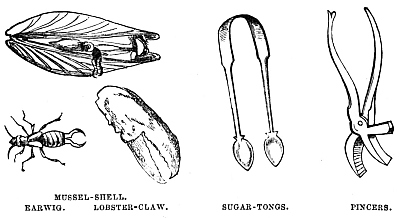 Image unavailable: MUSSEL-SHELL. EARWIG. LOBSTER-CLAW.
SUGAR-TONGS.
PINCERS.