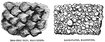 Image unavailable: DOG-FISH SKIN, MAGNIFIED.
SAND-PAPER, MAGNIFIED.