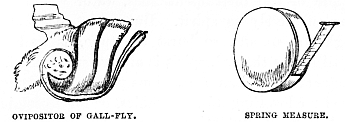 Image unavailable: OVIPOSITOR OF GALL-FLY.
SPRING MEASURE.