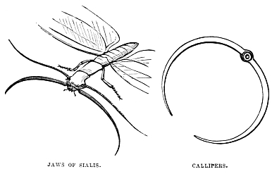 Image unavailable: JAWS OF SIALIS.
CALLIPERS.