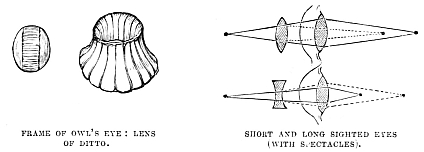 Image unavailable: FRAME OF OWL’S EYE. LENS OF DITTO.
SHORT AND LONG SIGHTED EYES (WITH SPECTACLES).