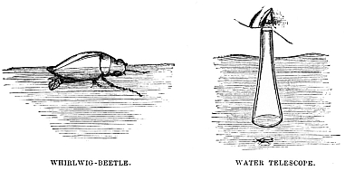 Image unavailable: WHIRLWIG-BEETLE.
WATER TELESCOPE.