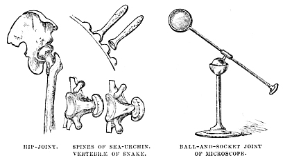 Image unavailable: HIP-JOINT.
SPINES OF SEA-URCHIN. VERTEBRÆ OF SNAKE.
BALL-AND-SOCKET JOINT OF MICROSCOPE.