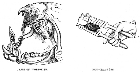 Image unavailable: JAWS OF WOLF-FISH.
NUT-CRACKERS.
