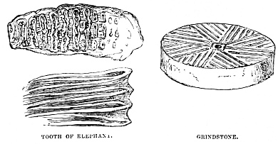 Image unavailable: TOOTH OF ELEPHANT.
GRINDSTONE.