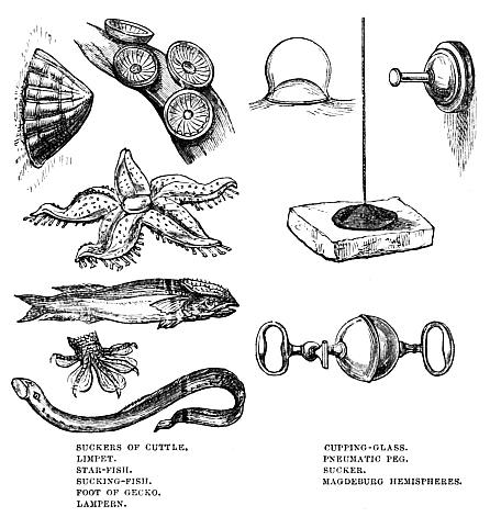 Image unavailable: SUCKERS OF CUTTLE.
LIMPET.
STAR-FISH.
SUCKING-FISH.
FOOT OF GECKO.
LAMPERN.
CUPPING-GLASS.
PNEUMATIC PEG.
SUCKER.
MAGDEBURG HEMISPHERES.