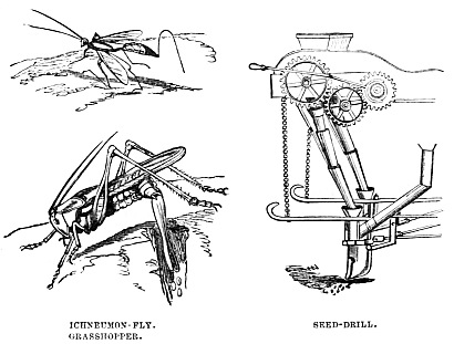 Image unavailable: ICHNEUMON-FLY.

GRASSHOPPER.

SEED-DRILL.