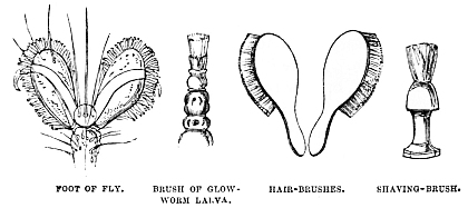 Image unavailable: FOOT OF FLY.
BRUSH OF GLOW-WORM LARVA.
HAIR-BRUSHES.
SHAVING-BRUSH.